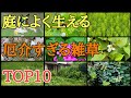 雑草対策｜庭に生える厄介な雑草を駆除する方法