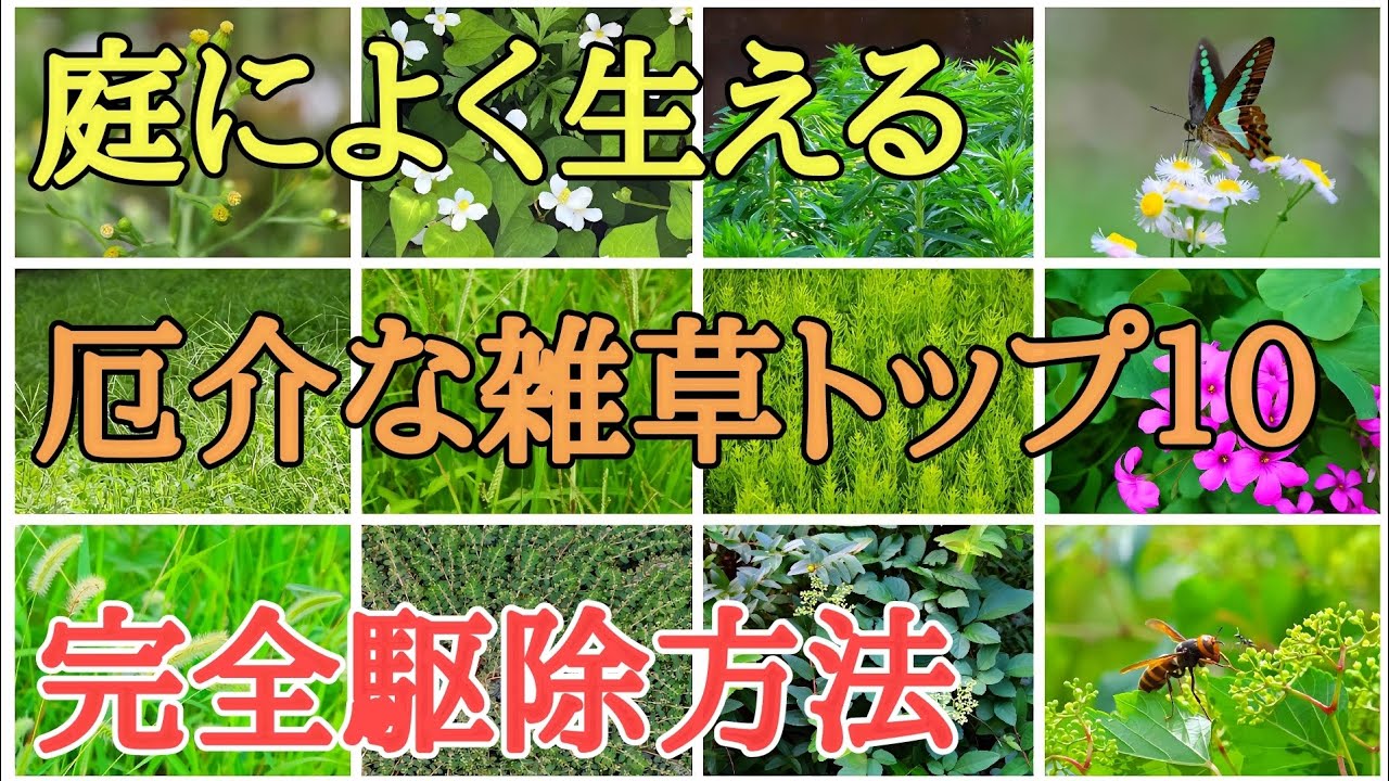 目からうろこの雑草対策｜除草剤不要で庭に生える雑草を駆除する方法
