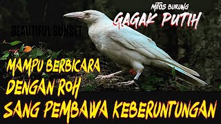 MEMBONGKAR MITOS BURUNG GAGAK PUTIH