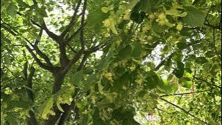 Tilia platyphyllos,linden trees flowers ,lulet e pemëve bliri(1)