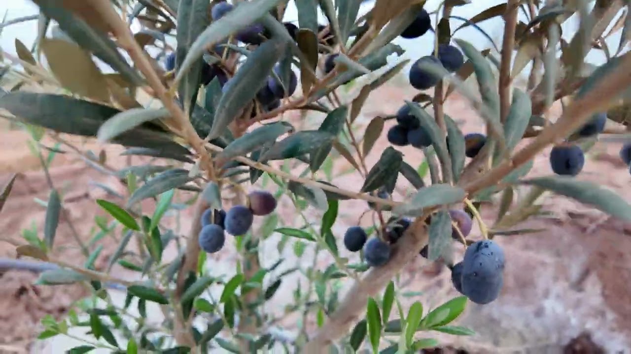 فوائد الجبس الزراعي للزيتون المكثف | تجربة ناجحة في أرض وماء عالي الملوحة 