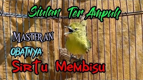 Suara pikat sirtu/cipoh 2023 paling dicari super jernih #sirtugacor @srfchannel3881