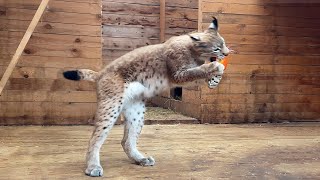 BOBCAT RUFUS, LYNXES AND COUGAR RECEIVED DELICIOUS GIFTS