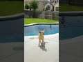 Labs Can Let Themselves Out For A Swim Whenever They Want | The Dodo