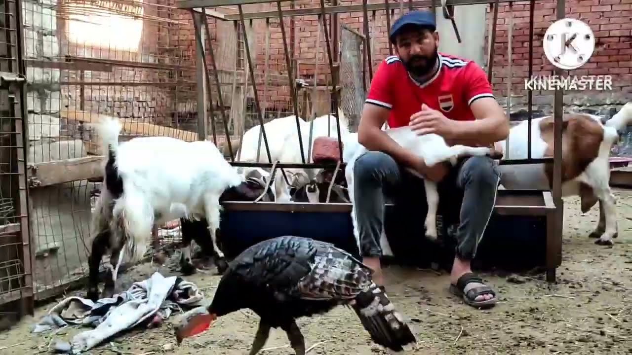 تربيه الماس البور والقضاء على البراغيث تماما