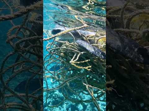 Zwei kleine Schildkröten 💔