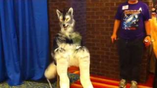 What wolf thinks of Twilight
