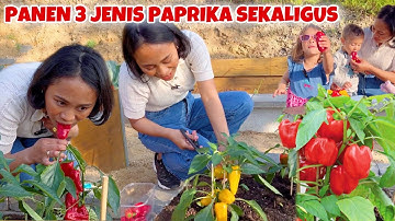 PERTAMA KALI PANEN PAPRIKA DI KEBUN, BANYAK BANGET