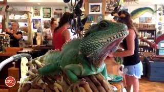 OBX Daydream | Getting Lost in Nags Head's Gallery Row