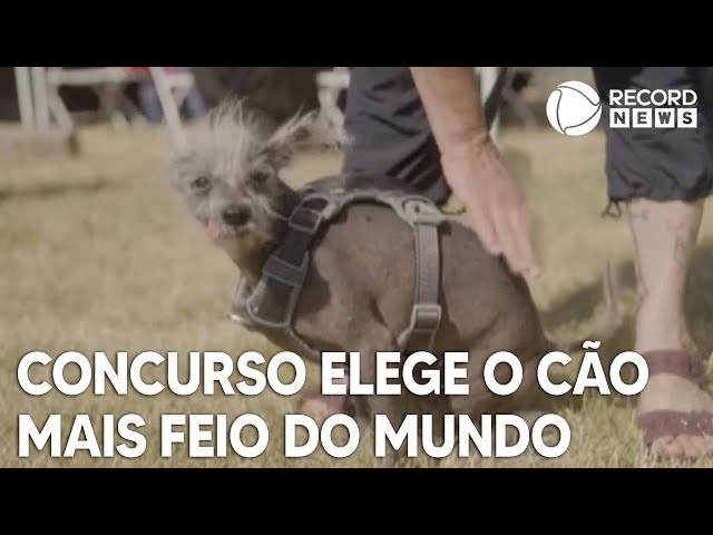 Concurso britânico elege os animais mais feios do mundo; veja lista