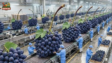 How Fresh Grapes Are Transformed Into Premium Wine Inside a Modern Plant  Full Process