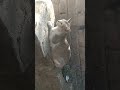 Sweet Cat #music #newmusic #singersongwriter #video #reels #hyip