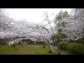 白野江植物公園・桜満開 の動画、YouTube動画。