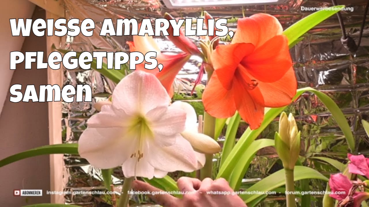 Weißer Ritterstern: So pflegst du Hippeastrum nach der Blüte