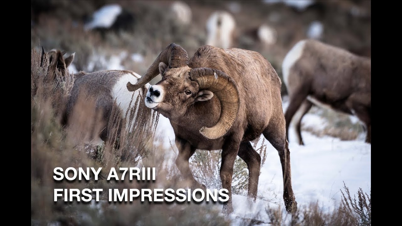 For the camera junkies - VLOG 17 - Season 1