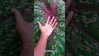 Magical Caladium #caladium #plants #gardening
