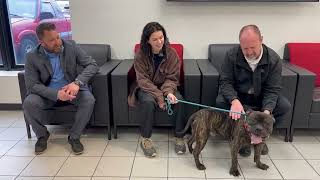 Meet Hugh: Adoption Tuesday! by Williams Toyota Of Binghamton 136 views 3 months ago 3 minutes, 52 seconds