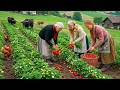 Harvesting Fruits With Granddaughter 🍓👧 Making Strawberry Yogurt | Swiss Countryside Life