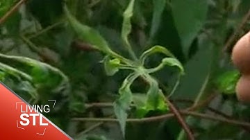 Danforth Plant Science Center | Living St. Louis