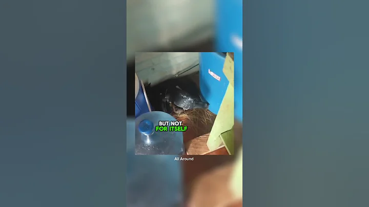 pigeon building nest for Kittens 🤦 #shorts #viralshort #funnyshorts #petsrule #cats #pigeon