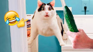 Funniest Cats And Dogs Videos - Best Funny Animal Videos ?