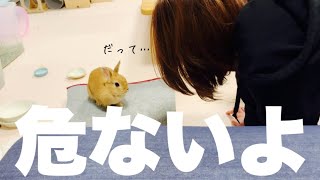 お母さんに怒られて落ち込むうさぎ #953