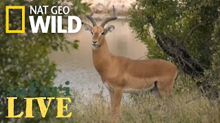 Safari Live - Day 147 | Nat Geo Wild