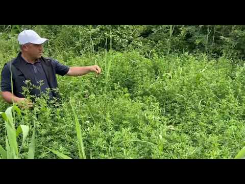Video: Əkin bitkilərində klonal seçim istifadə olunur?