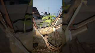 Femus Homemade Garden - Todays Overview And Irrigation