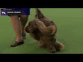 Spaniels (Sussex) | Breed Judging 2020 の動画、YouTube動画。