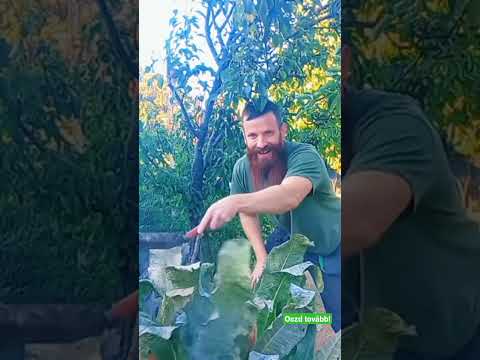 Videó: Borsó növénytámogatás: Tippek a borsó kertbe ültetéséhez