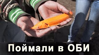 Та самая ЗОЛОТАЯ СТЕРЛЯДКА. Оригинальные кадры. Парабельское чудо.