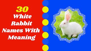 Top  30 Best White Male And Female Rabbit Names With Meaning 2021 ! Pet Names