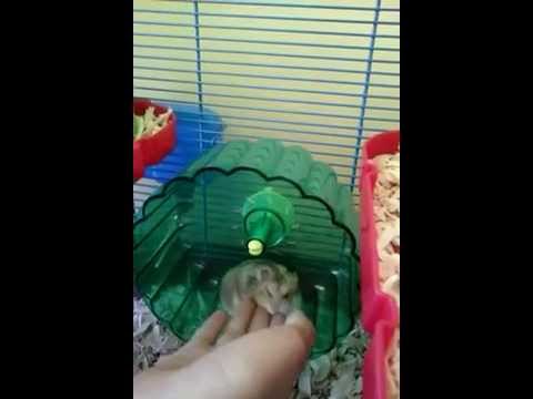 How to train hamster to go on the exercice wheel