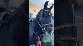 Black Horse 🐎 Racing King #Shorts #Viralvideo #Shortvideo #Shortsviral #Trending  #Short