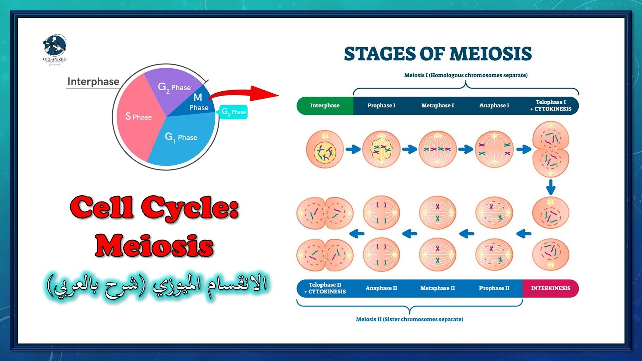 الانقسام الميوزي (شرح بالعربي - بالتفصيل) | Cell Cycle: Meiosis Division