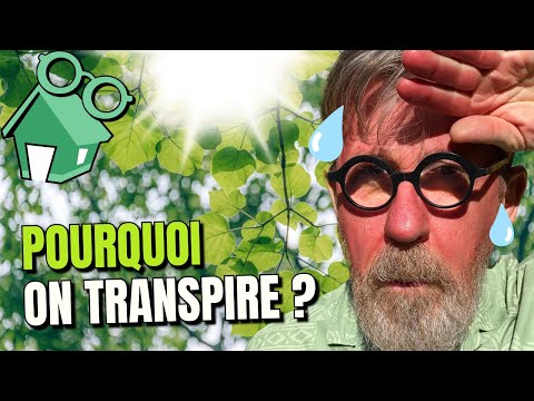 Vidéo: Différence Entre L'évaporation Et La Transpiration