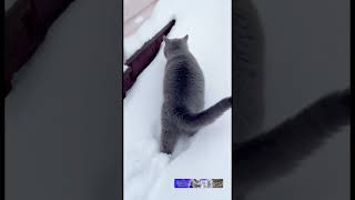 Британская кошка среди снежных сугробов