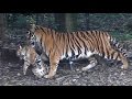 子供をくわえて運ぶスマトラトラの母親「デル」Sumatran Tiger Mother and cubs