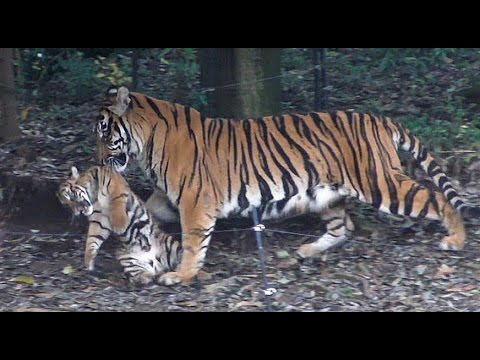 子供をくわえて運ぶスマトラトラの母親 デル Sumatran Tiger Mother And Cubs Youtube