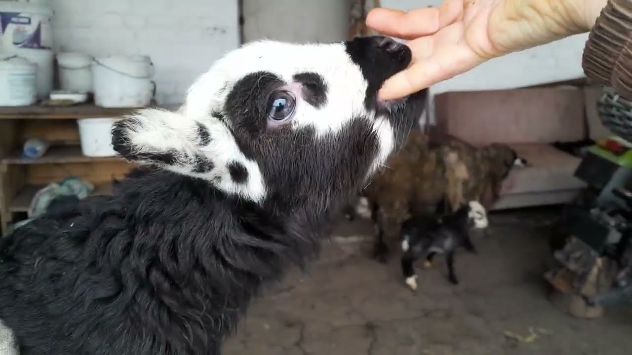 Горіхи трьох сортів в наявності 