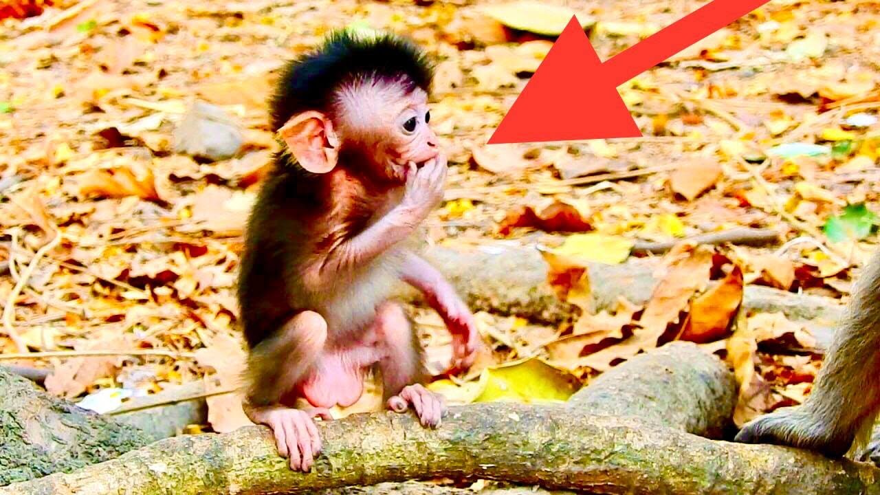 A chimp can climb. A chimp can climb