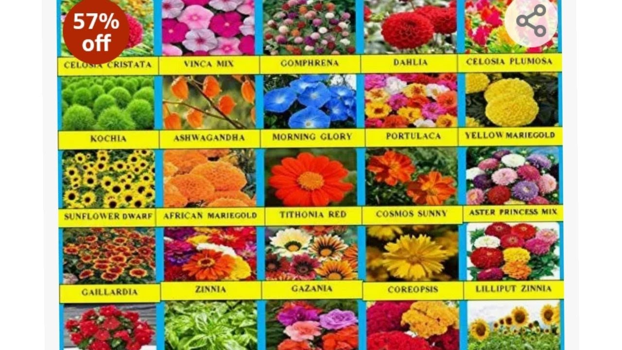Review and unboxing summer flower seeds from Amazon/Aarna exotics/with full result and update