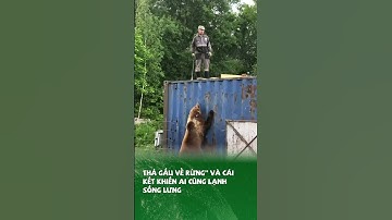 Tại sao gấu lại TẤN CÔNG NGƯỜI sau khi được thả #khampha