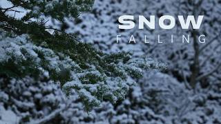 Falling Snow Sounds | Quiet Winter Forest Ambience (No Music, No Wind)