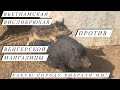 Венгерская мангалица . Наши свиньи. Ждём опоросов.