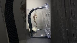 メダマカレハカマキリ♂羽化！！#mantis#insect
