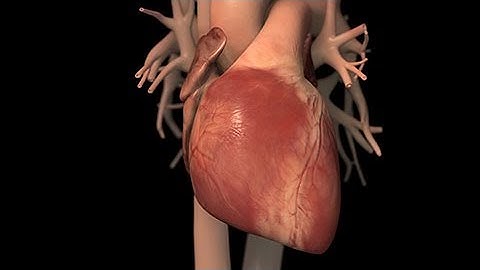 Anatomía normal y función del corazón