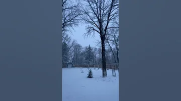 Beautiful Minnesota #nature #outdoors #snow #minnesota #snowday #snowstorm #mn