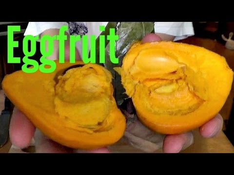 Video: Naučte sa pestovať paradajky Litchi